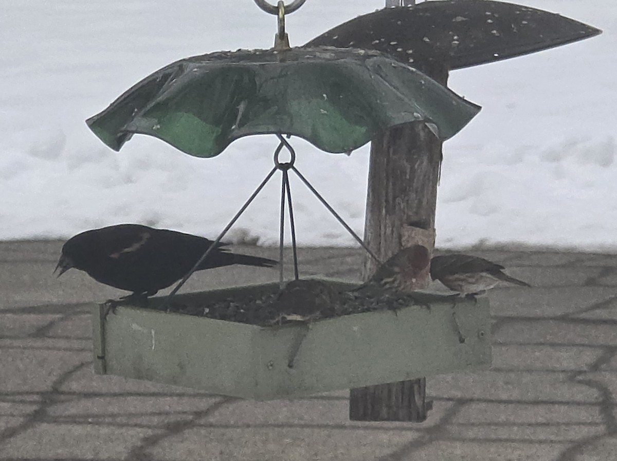 Red-winged Blackbird - ML646459194