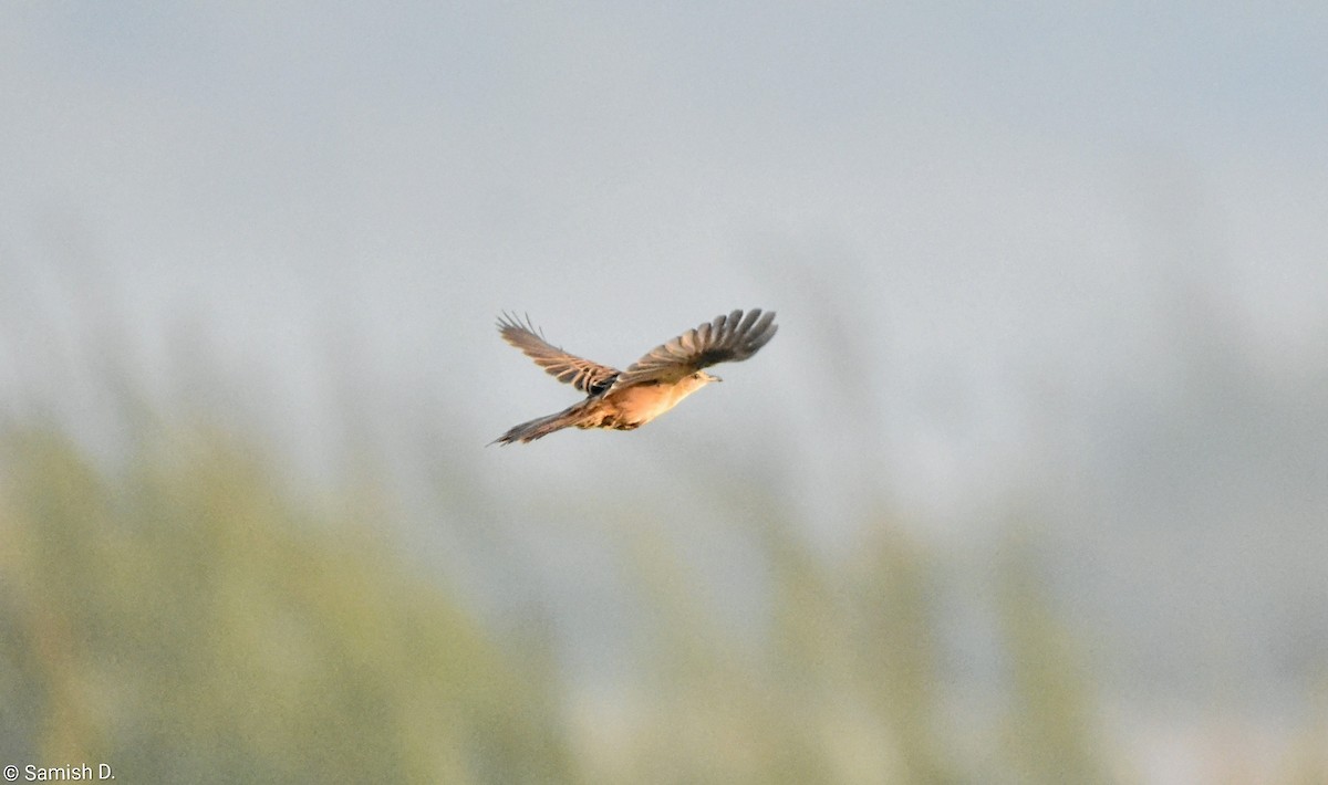 Yerbera Palustre - ML646459195