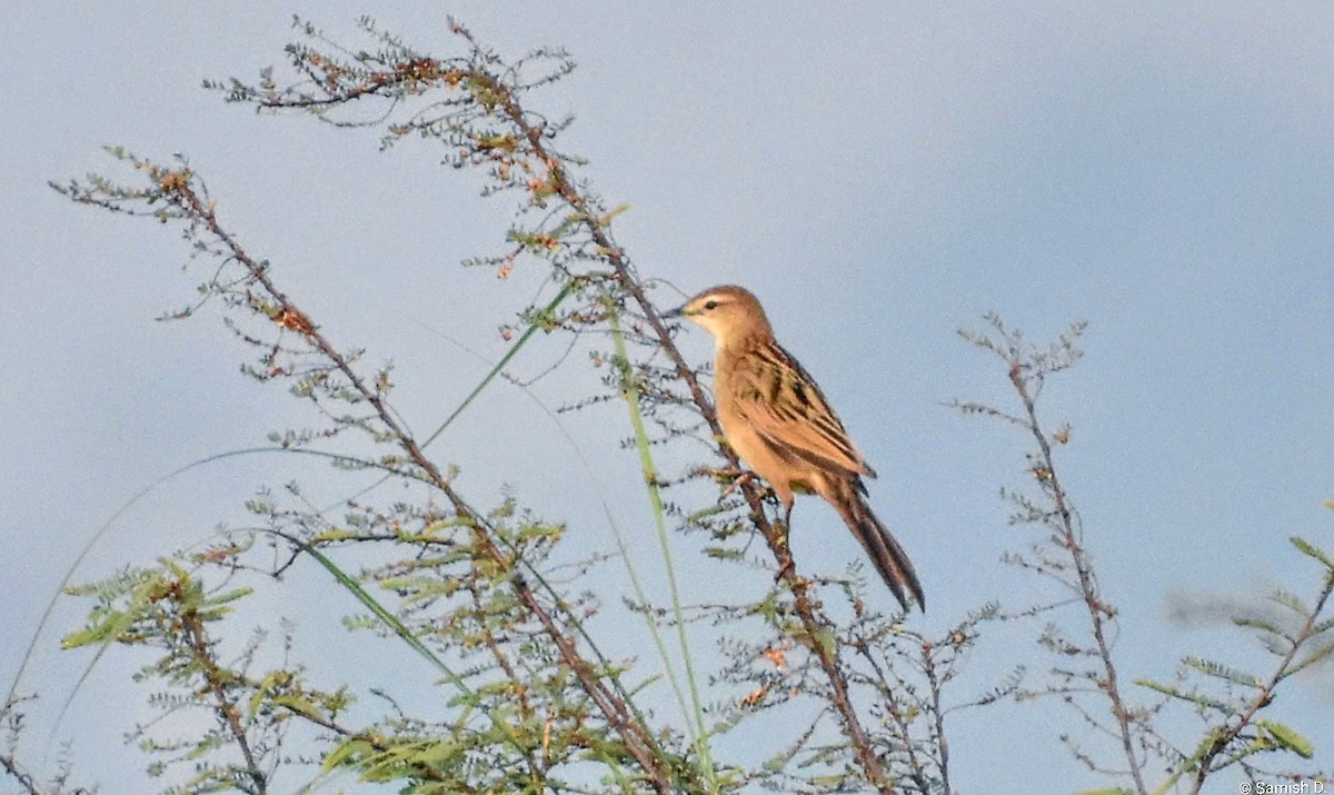 Yerbera Palustre - ML646459196