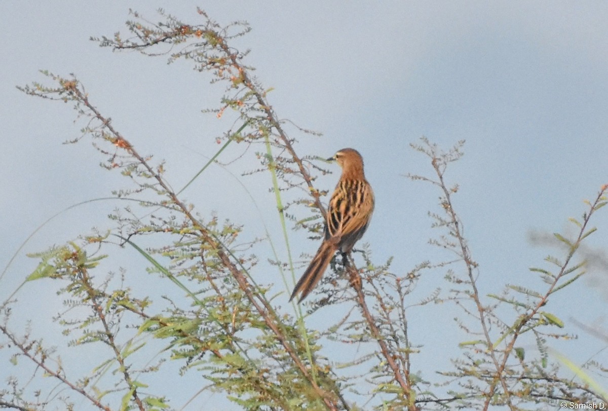 Yerbera Palustre - ML646459197