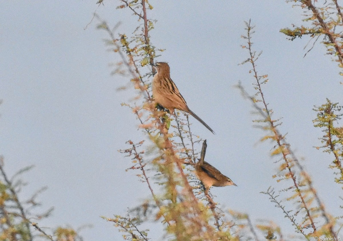 Yerbera Palustre - ML646459198