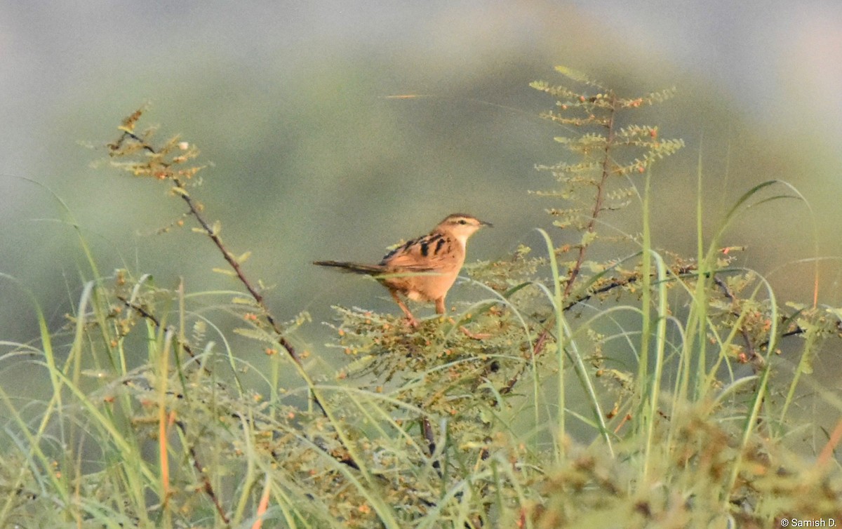 Yerbera Palustre - ML646459199