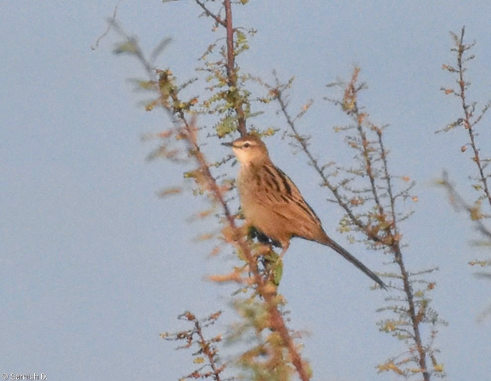 Yerbera Palustre - ML646459200