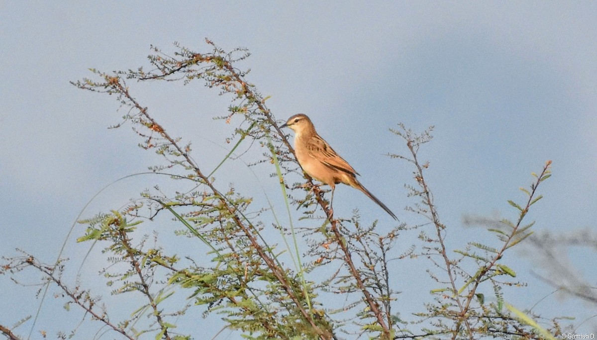 Yerbera Palustre - ML646459201