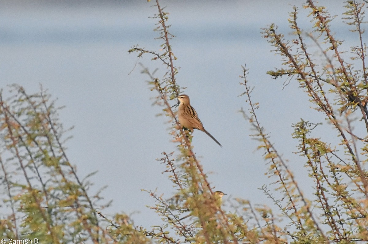 Yerbera Palustre - ML646459202