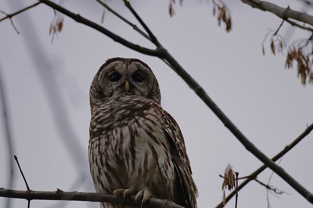 Barred Owl - ML646459205