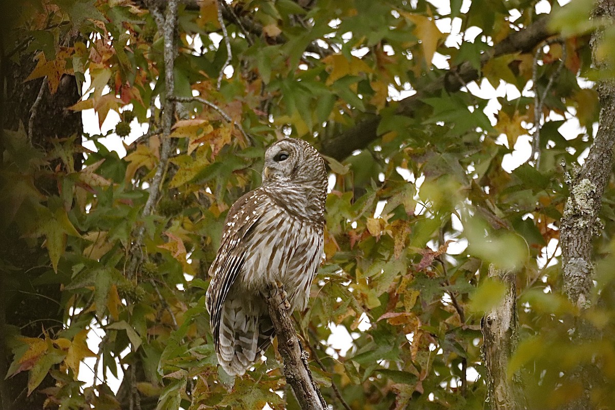 Barred Owl - ML646459206