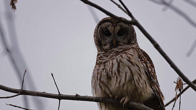 Barred Owl - ML646459207