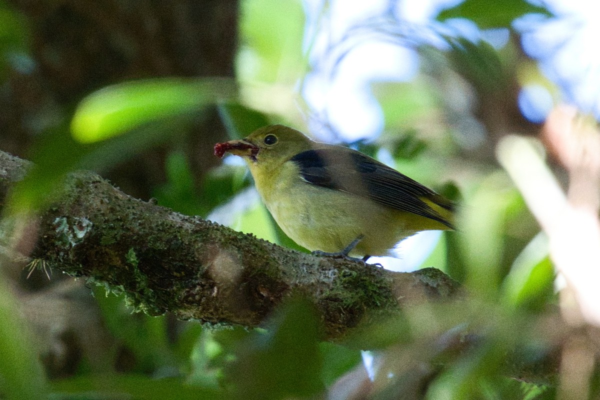 Scarlet Tanager - ML646459213