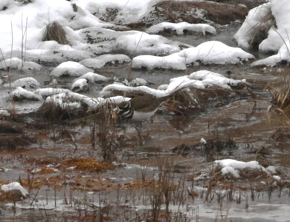 Killdeer - ML646459214