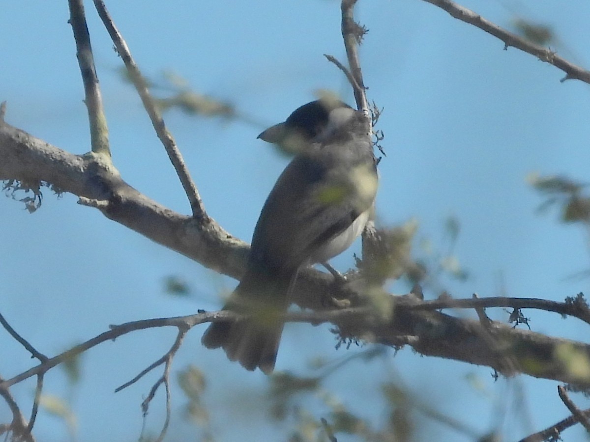 Lafresnaye's Vanga - ML646459215