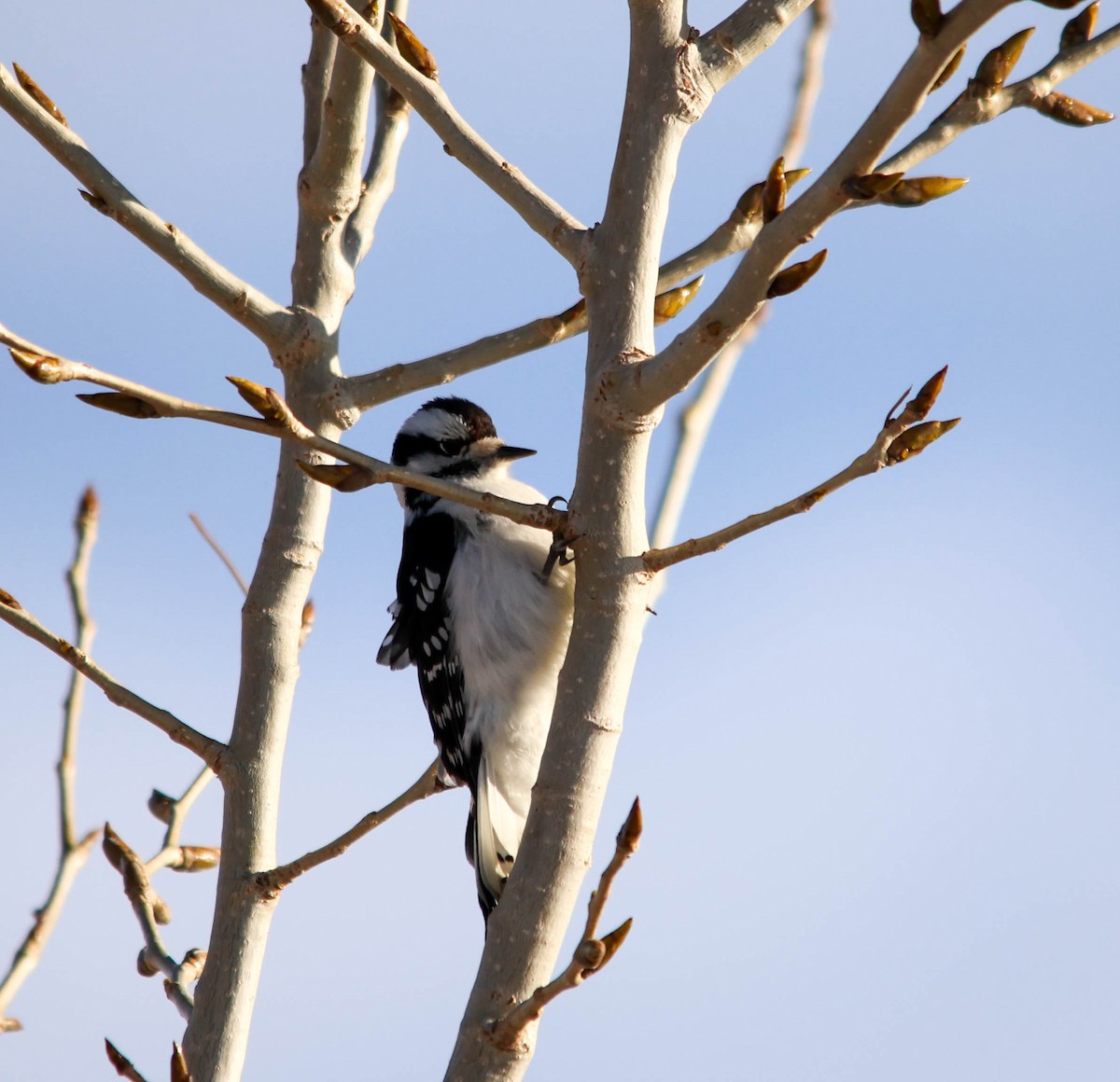 Downy Woodpecker - ML646459217