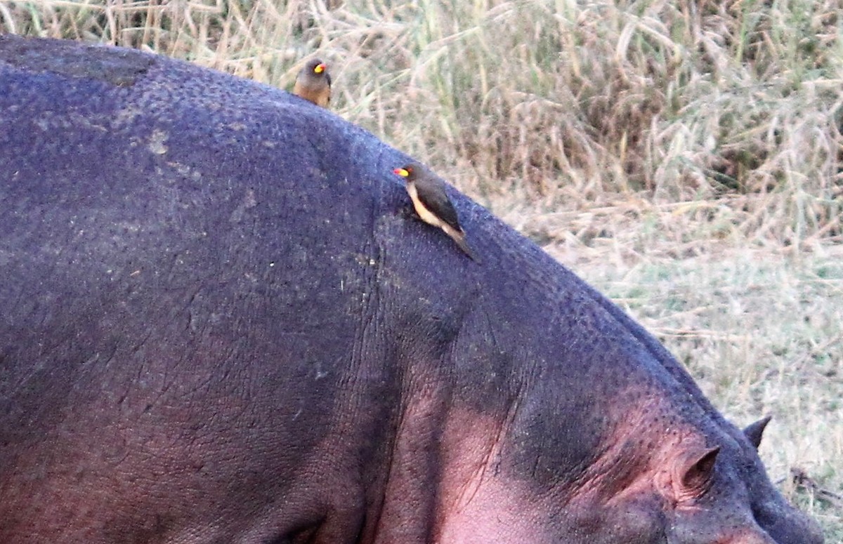Yellow-billed Oxpecker - ML646459218