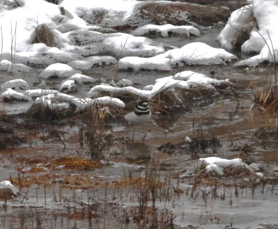 Killdeer - ML646459219