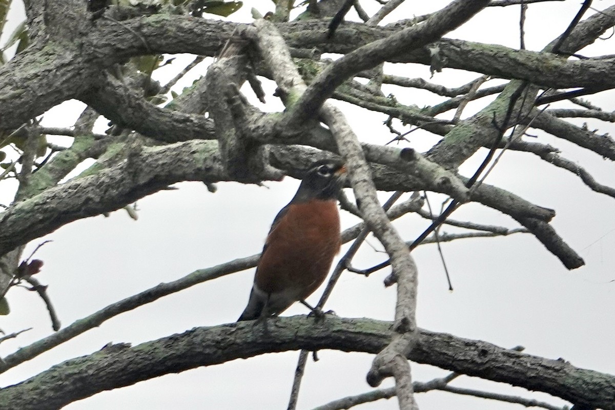 drozd stěhovavý - ML646459220