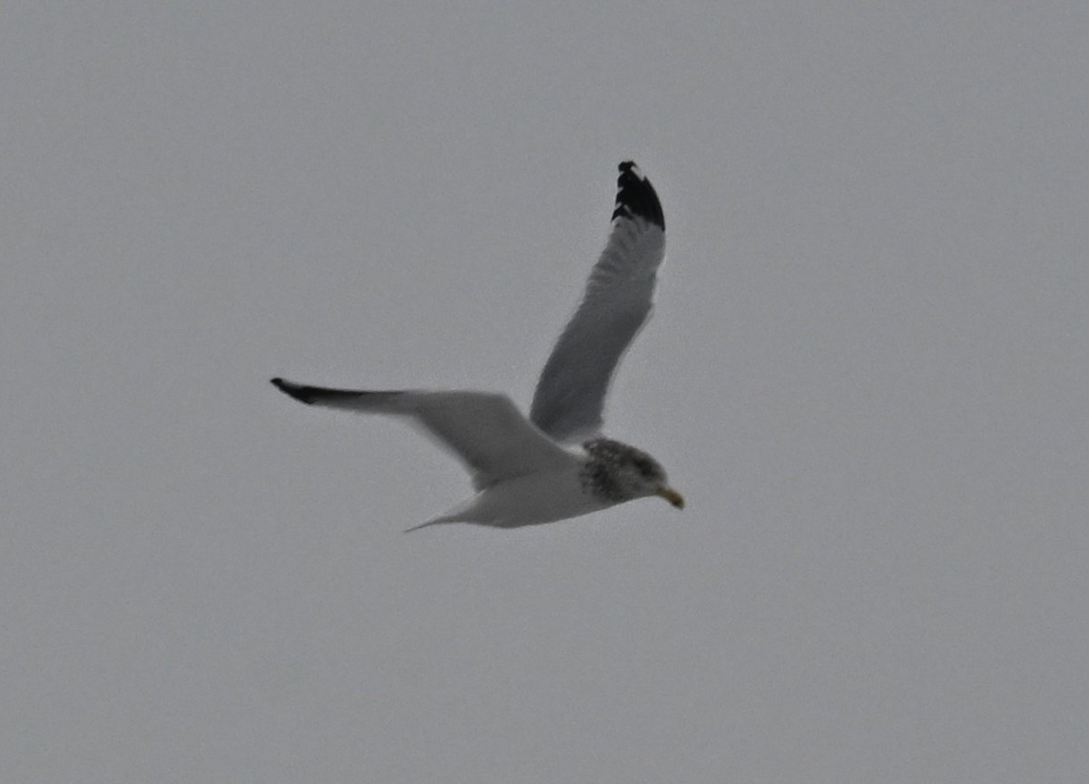 Ring-billed Gull - ML646459221