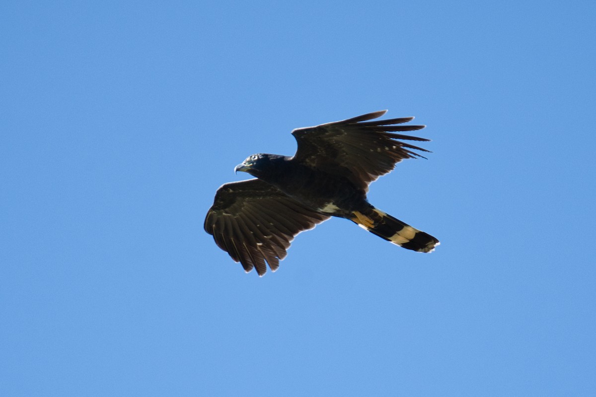 Hook-billed Kite - ML646459223