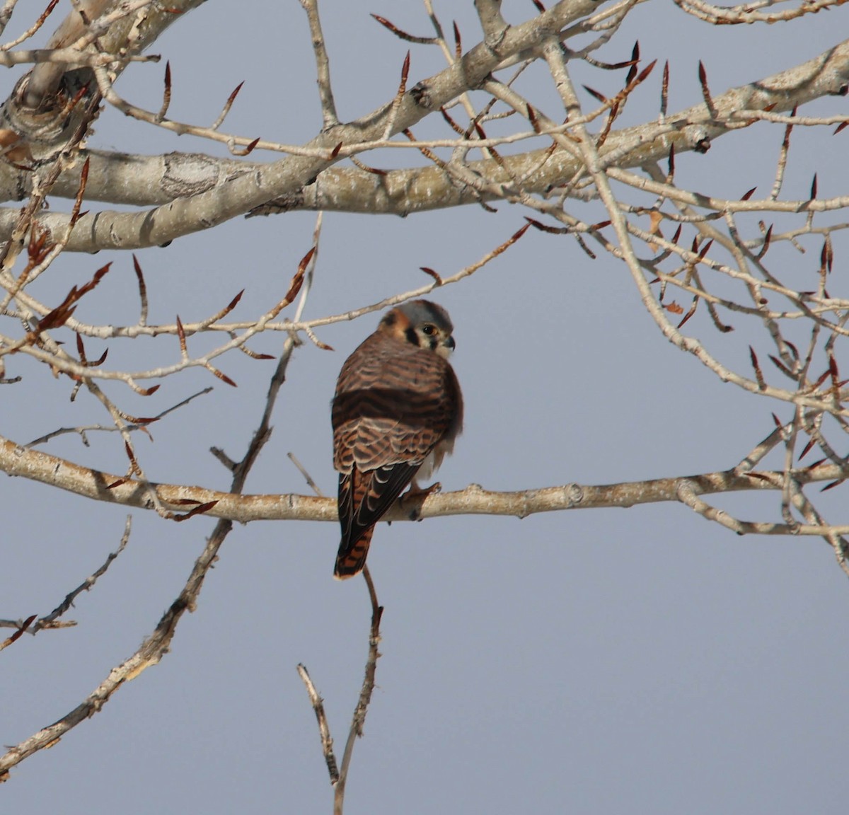 American Kestrel - ML646459228
