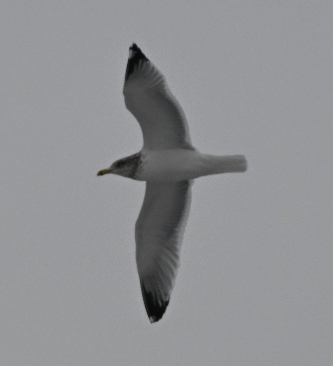 Ring-billed Gull - ML646459231
