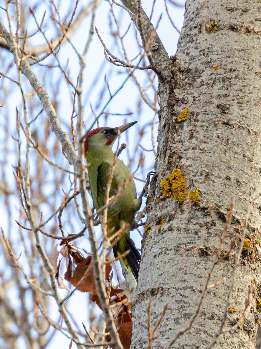 Iberian Green Woodpecker - ML646459232
