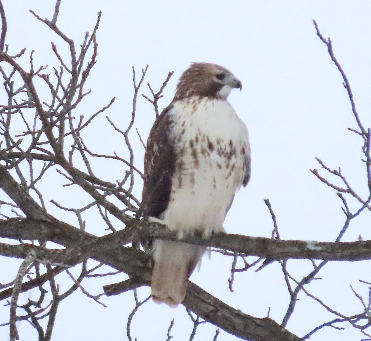 Red-tailed Hawk - ML646459233