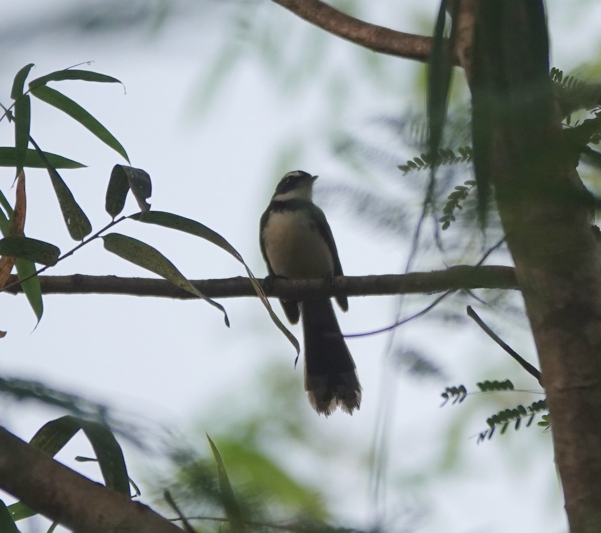 Philippine Pied-Fantail - ML646459234