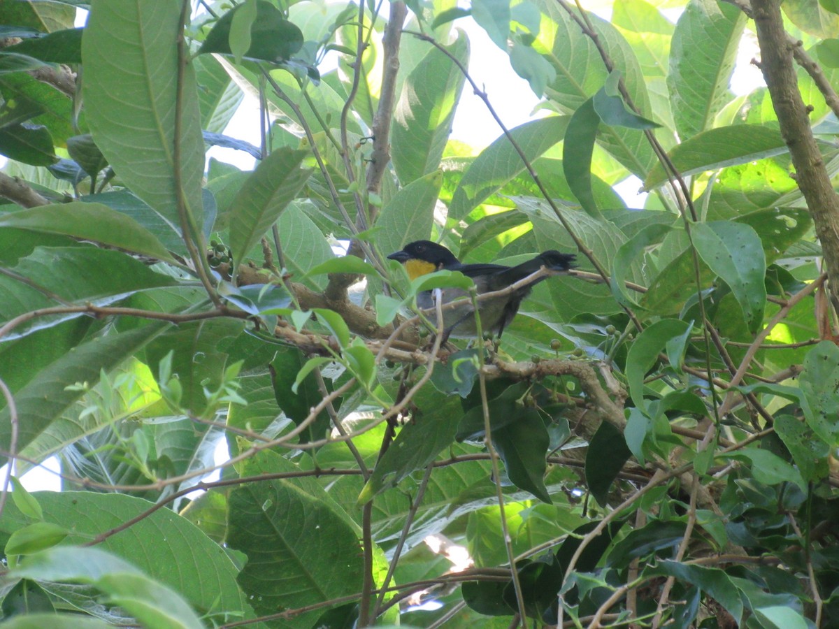 White-naped Brushfinch - ML646459238