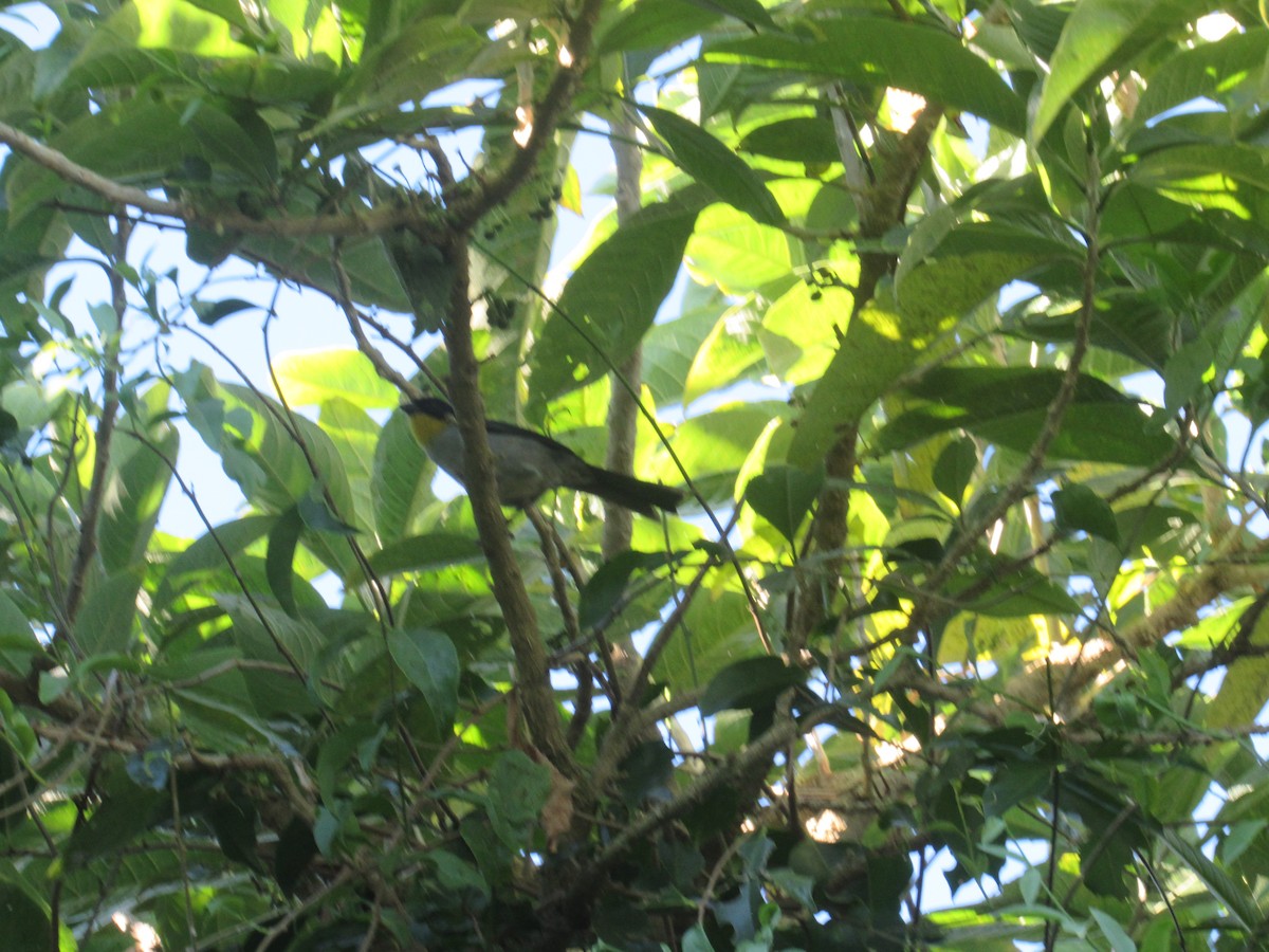 White-naped Brushfinch - ML646459239