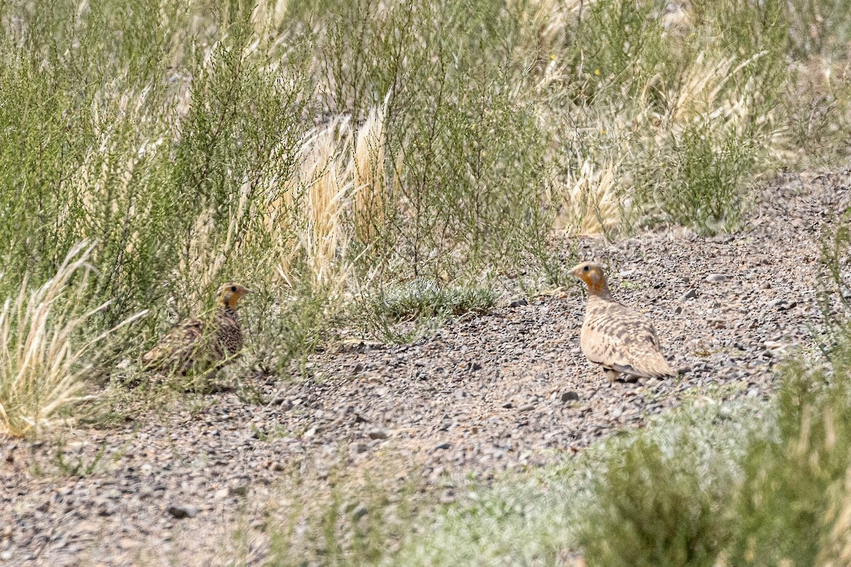 Estepa-ganga - ML646459241