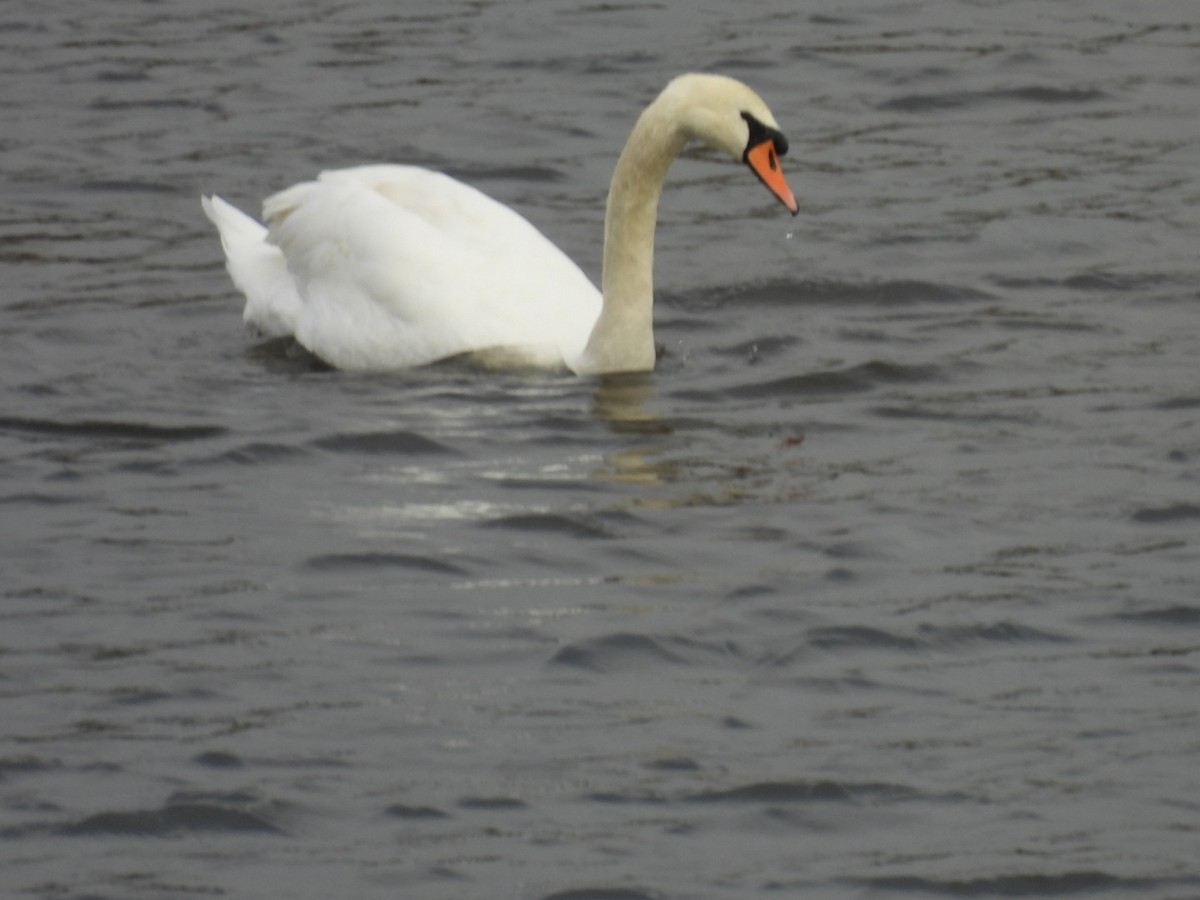 疣鼻天鵝 - ML646459243