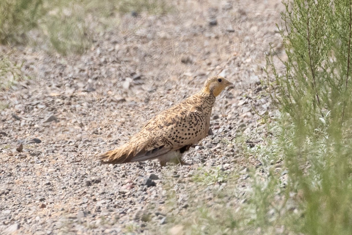 Estepa-ganga - ML646459244