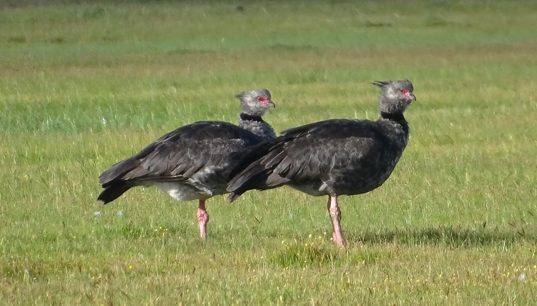 Oihulari lepokoduna - ML646459245