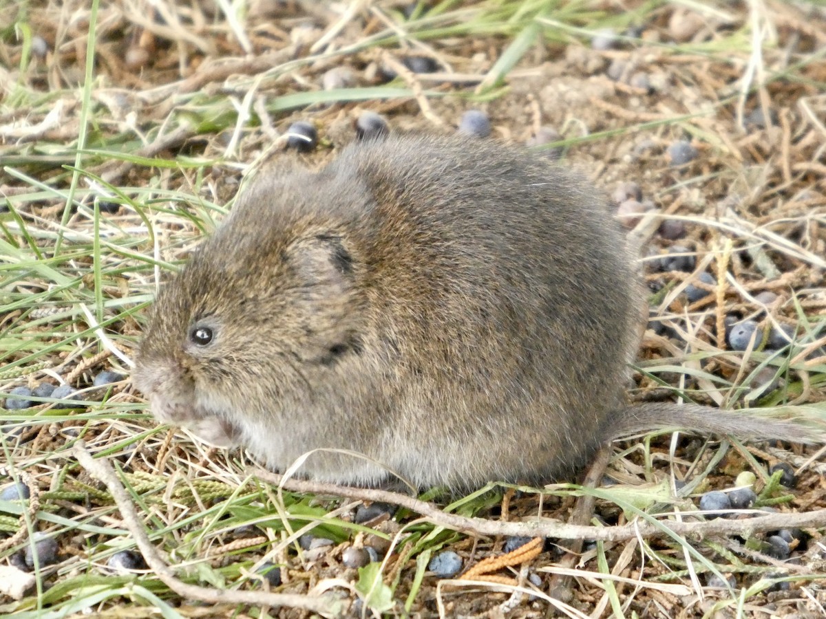 Meadow Voles - ML646459246