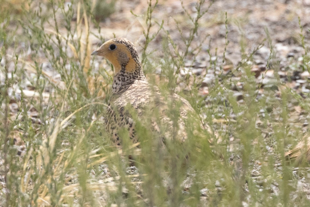 Estepa-ganga - ML646459248