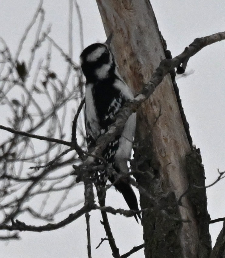 Hairy Woodpecker - ML646459249