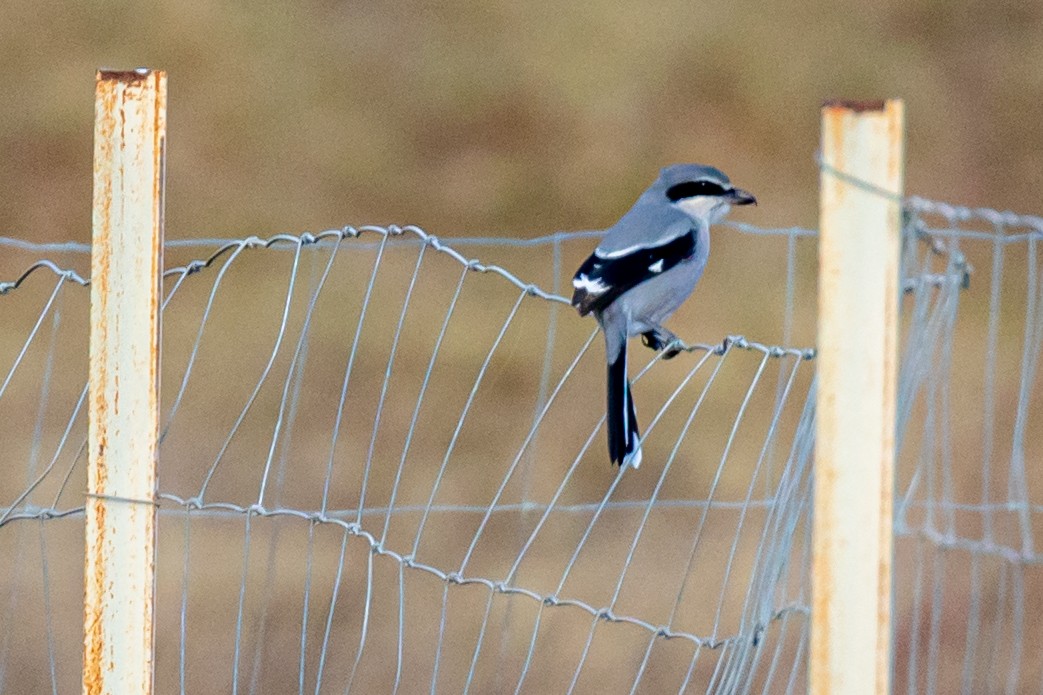 Antzandobi handi iberiarra - ML646459250