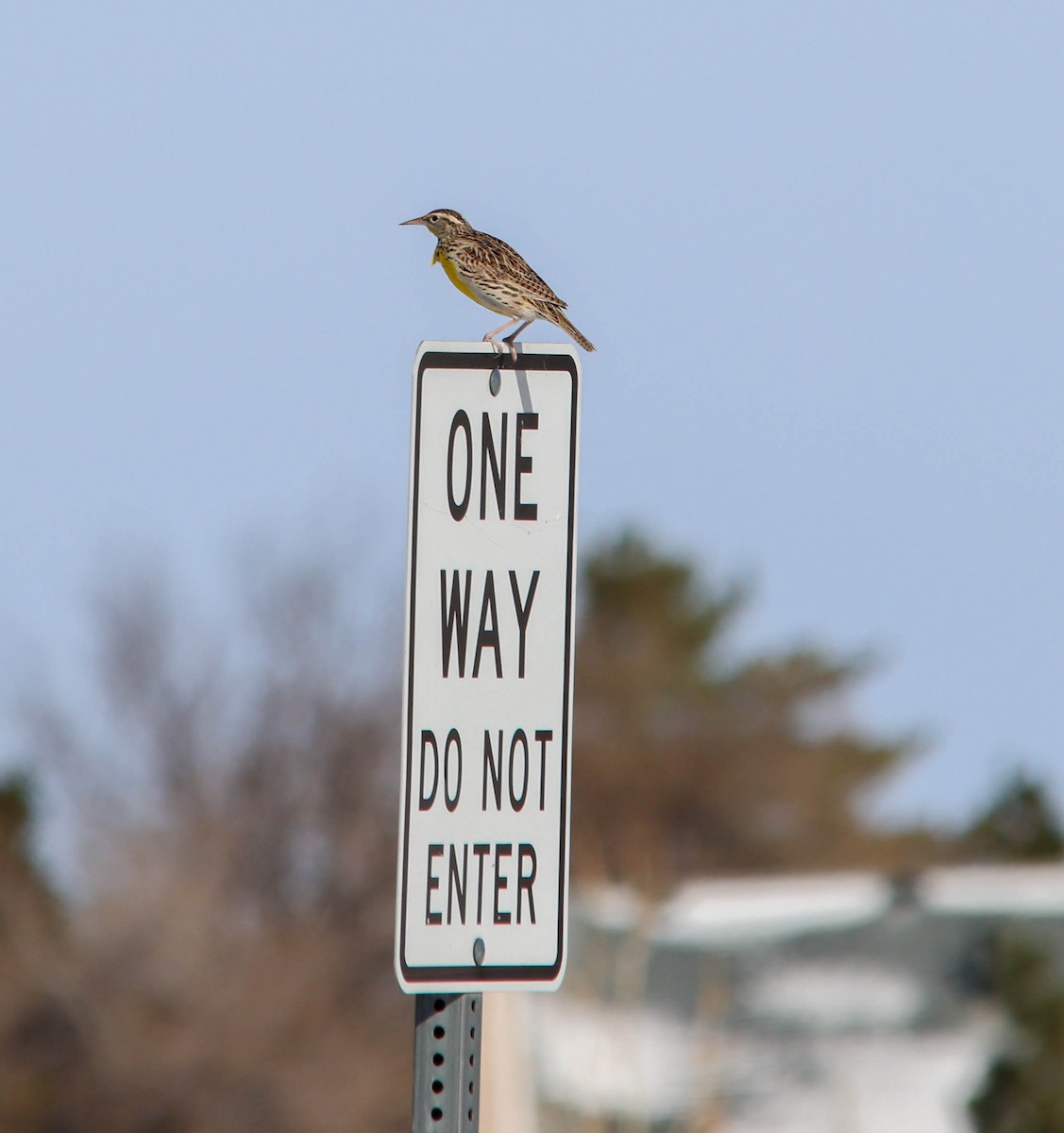 Western Meadowlark - ML646459251