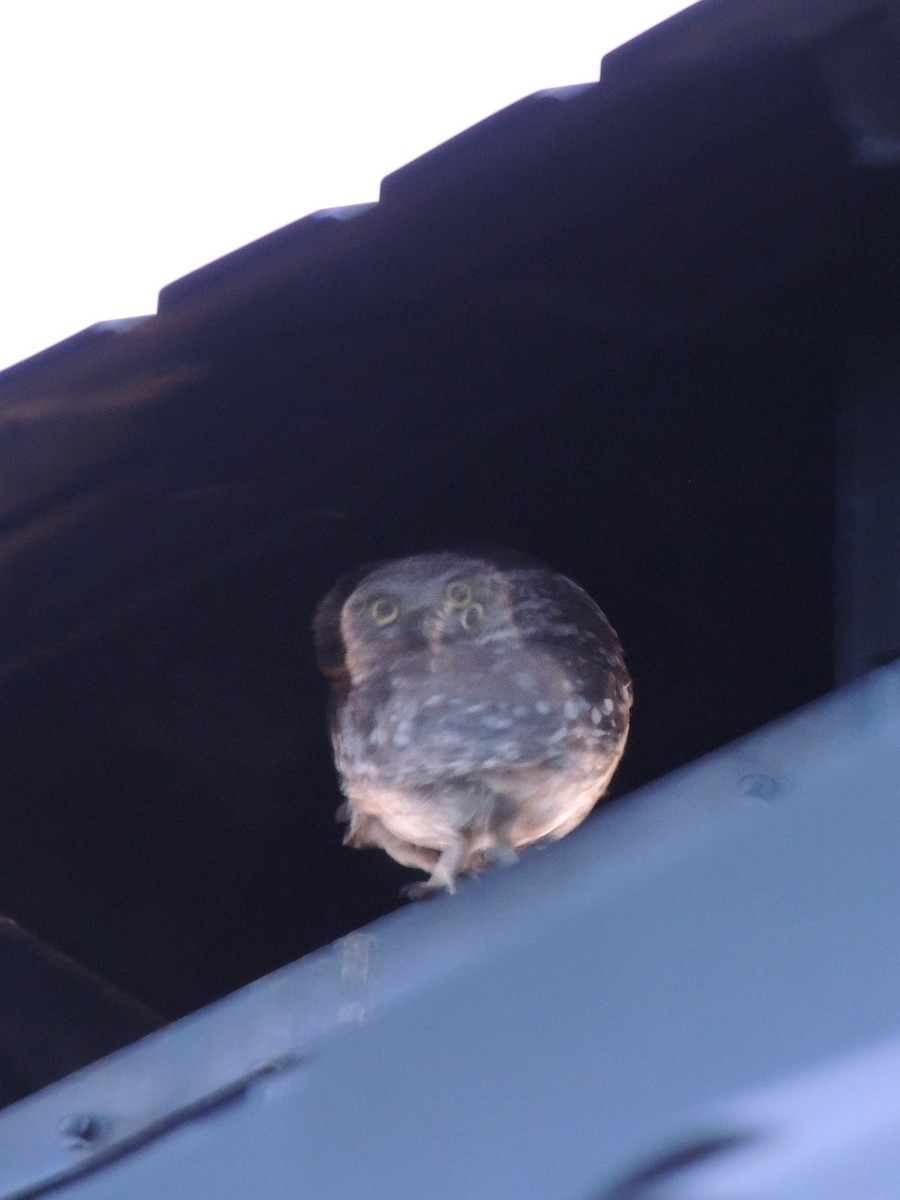 Mozolo arrunta - ML646459252