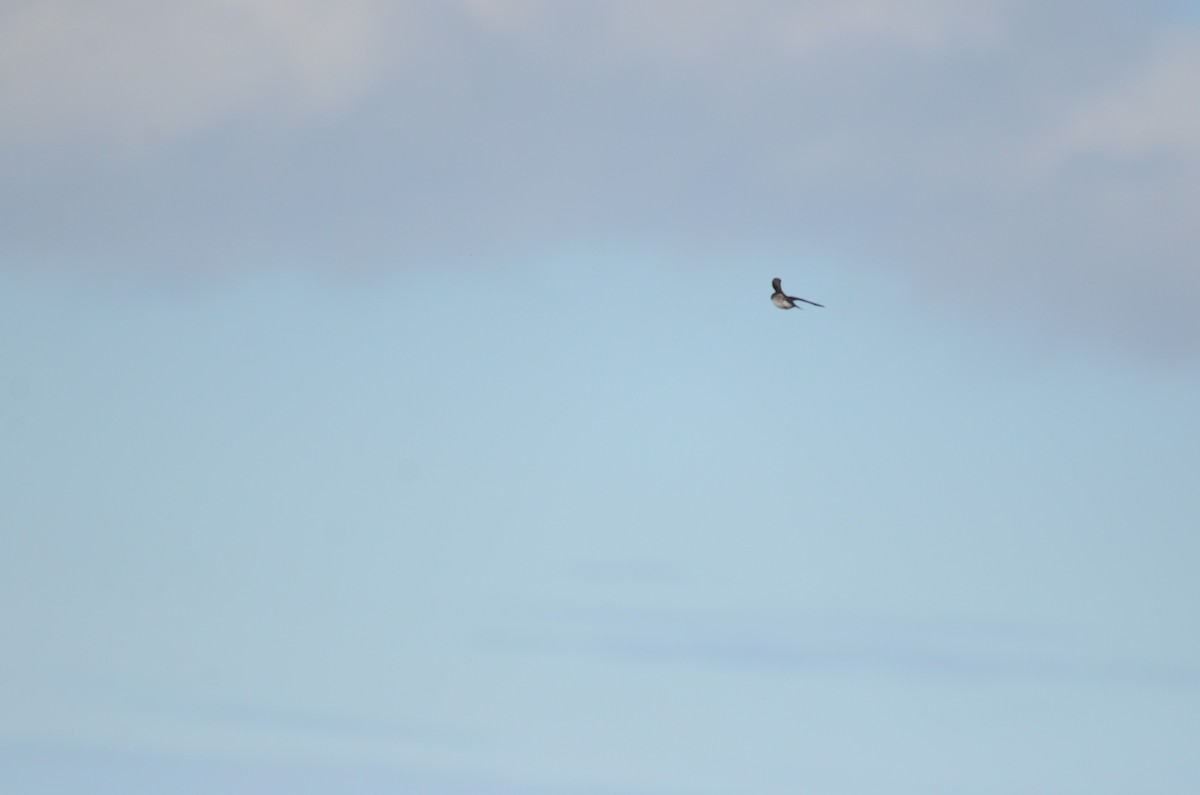 Большая ласточка - ML646459254