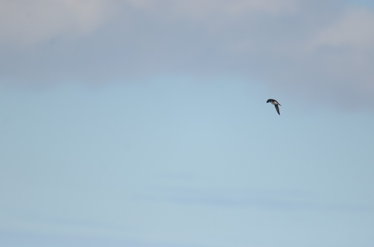 Большая ласточка - ML646459256