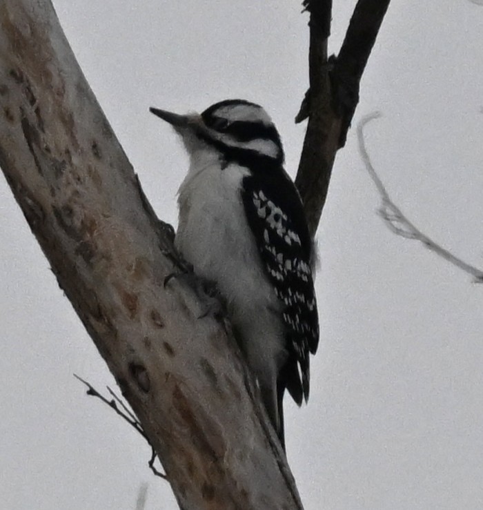 Hairy Woodpecker - ML646459257