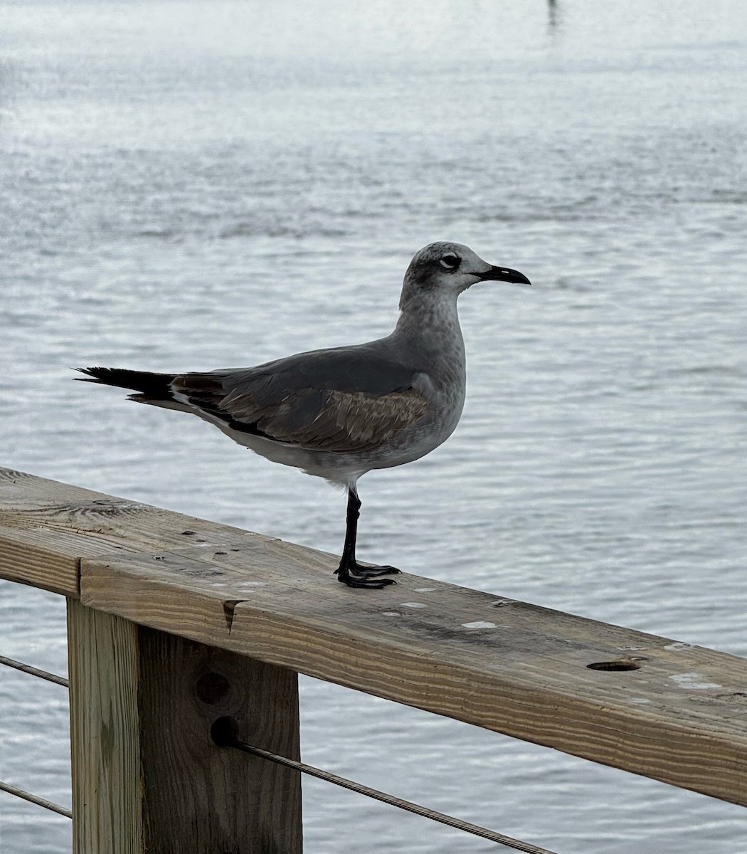 Antxeta mokogorri amerikarra - ML646459259