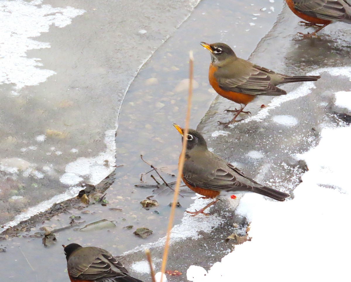 American Robin - ML646459260