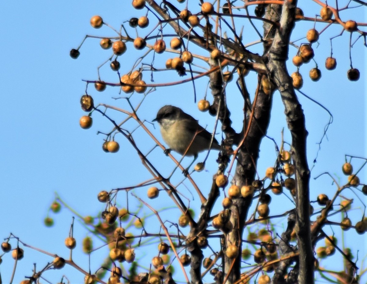 Sasi-txinbotxoa (curruca/blythi/halimodendri) - ML646459265