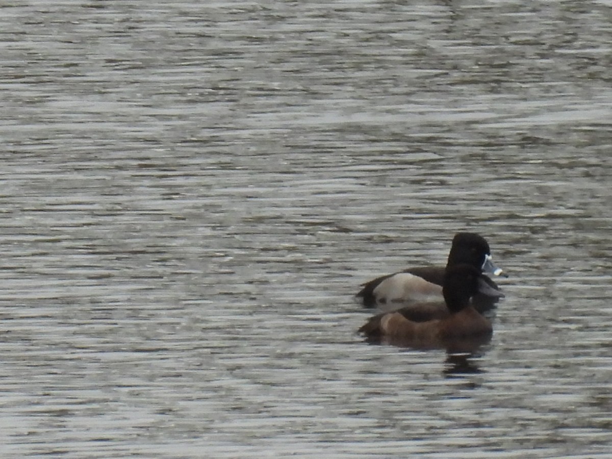 環頸潛鴨 - ML646459267