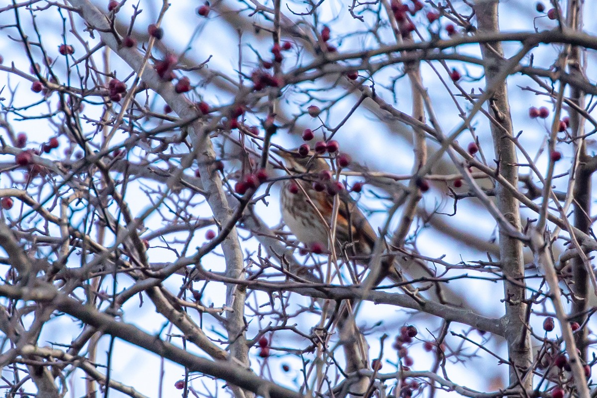 Birigarro txikia - ML646459268