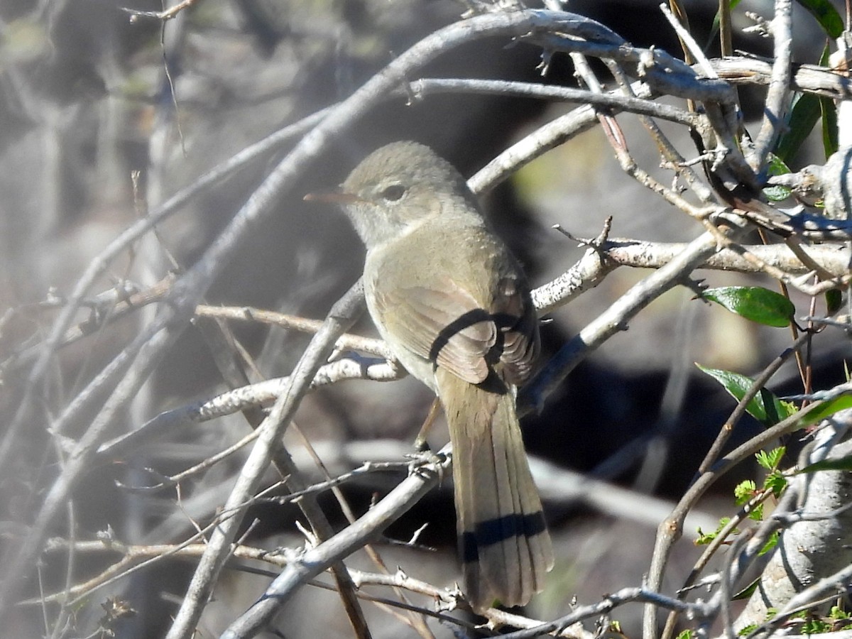 Subdesert Brush-Warbler - ML646459272