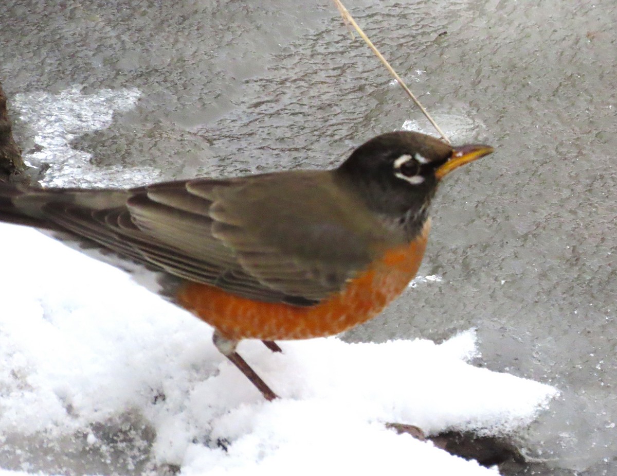 American Robin - ML646459280