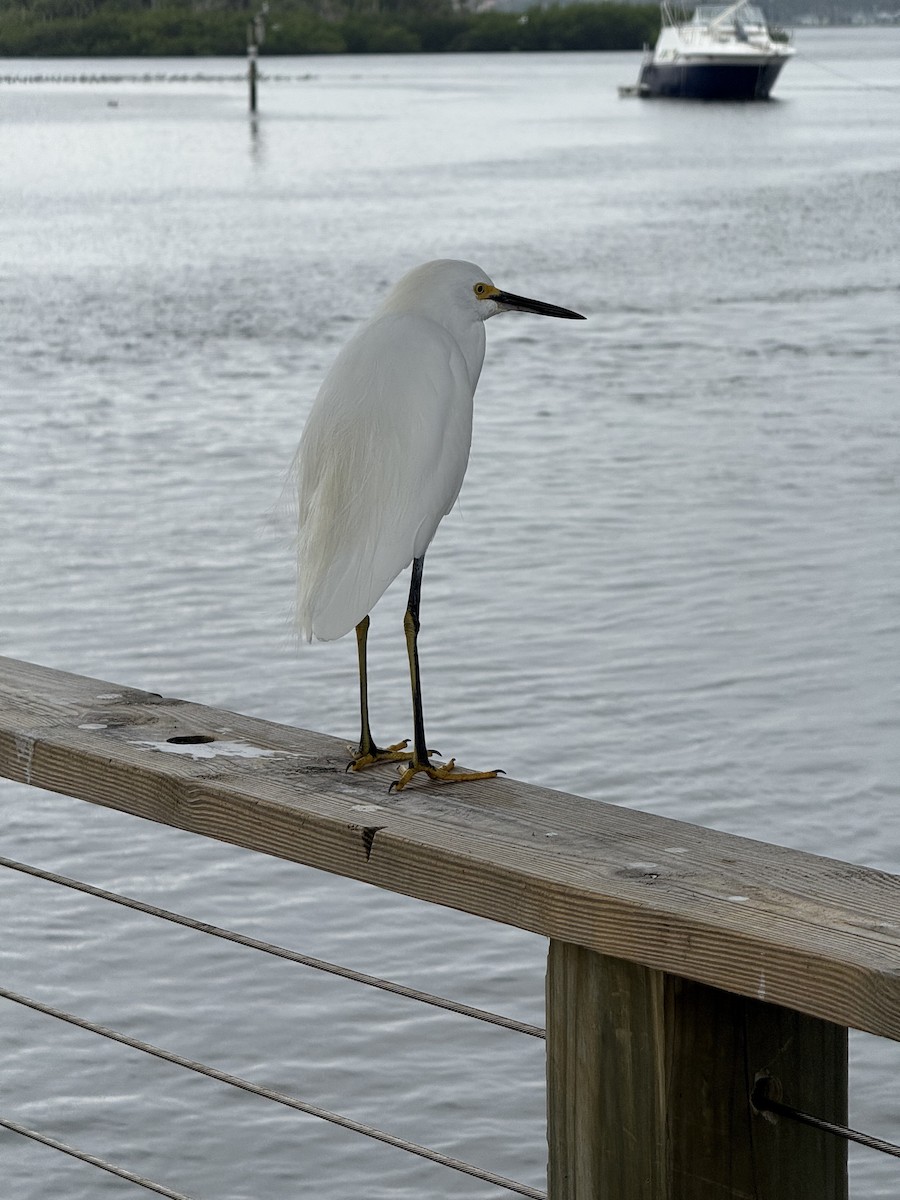 Snowy Egret - ML646459282