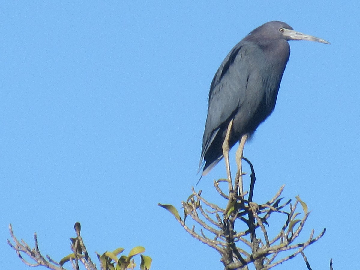 Koartzatxo urdina - ML646459284